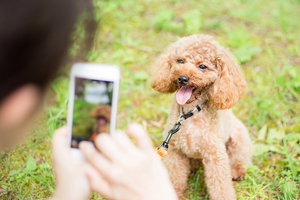 待ってる犬の写真
