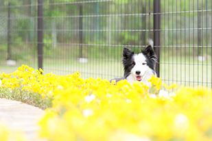 成犬写真